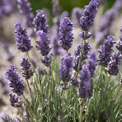 hoeveel lavendel per meter